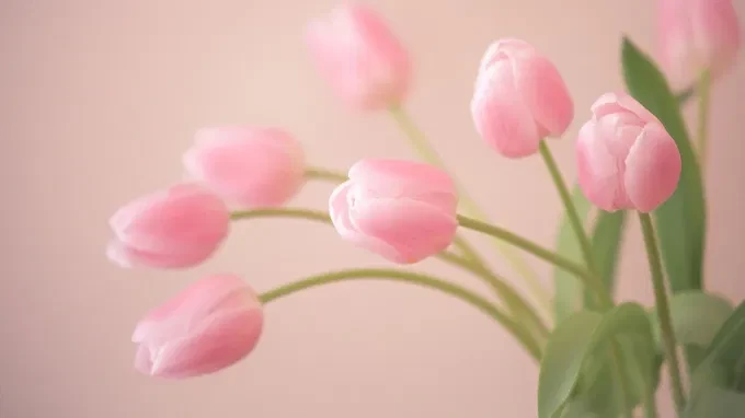 Hình nền hoa tulip cho máy tính