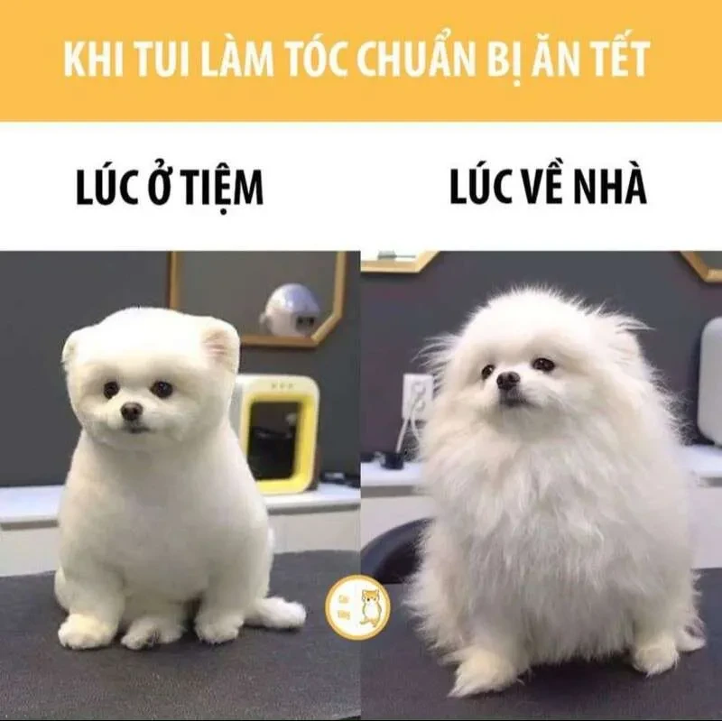 30+ Mẫu Meme Tết 2024 Cực Vui Nhộn, Độc Đáo & Không Đụng Hàng