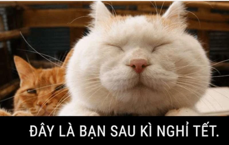 30+ Mẫu Meme Tết 2024 Cực Vui Nhộn, Độc Đáo & Không Đụng Hàng